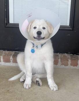 Marley -  Great Pyrenees Dog Available for Adoption in Garland, Texas - Marley | PetCurious