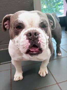 Mixed Breed Dogs Available for Adoption in Nashville, Tennessee - Highlighter | PetCurious