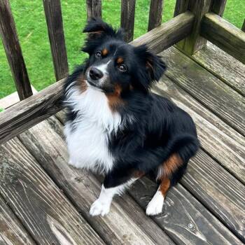 Australian Shepherd Dogs Available for Adoption in Foley, Alabama - Charlie | PetCurious