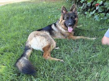 DaVinci -  German Shepherd Dog Dog for Adoption in Newport Beach, California - DaVinci | PetCurious