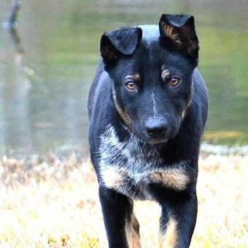 Shepherd Dogs Available for Adoption - BRODY ** CURIOUS AND FUN** | PetCurious