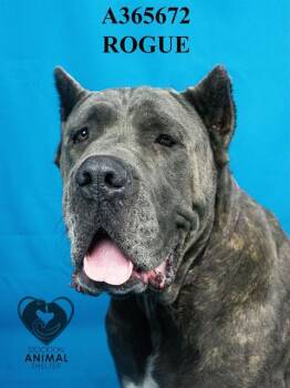 Rescue Cane Corso Dogs for Adoption in Stockton, California - ROGUE | PetCurious
