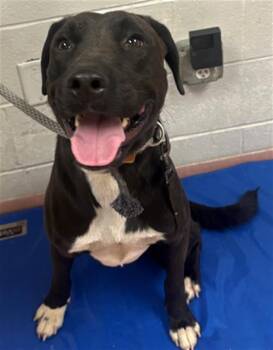 Rescue Mixed Breed Dogs for Adoption in Columbia, South Carolina - RANGO | PetCurious