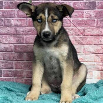Kodiak -  Husky and Mixed Breed Dog for Adoption in Fort Collins, Colorado - Kodiak | PetCurious
