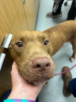Hocus Pocus -  Pit Bull Terrier Dog for Adoption in Hartsville, South Carolina - Hocus Pocus | PetCurious
