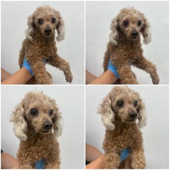 ALBAM -  Poodle Dog for Adoption in Agoura Hills, California - ALBAM | PetCurious