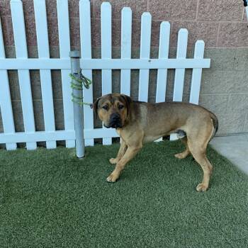 COPPER -  Pit Bull Terrier Dog for Adoption in Modesto, California - COPPER | PetCurious
