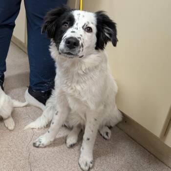 Australian Shepherd and Mixed Breed Dogs Available for Adoption - King | PetCurious