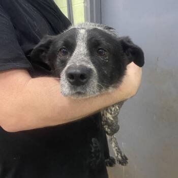 Blu cheese -  Australian Cattle Dog Blue Heeler and Mixed Breed Dog for Adoption in Corbin, Kentucky - Blu Cheese | PetCurious