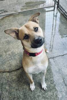 Fendi -  Pit Bull Terrier Dog for Adoption in Detroit Lakes, Minnesota - Fendi | PetCurious