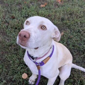 Cyrus -  Labrador Retriever and Mixed Breed Dog for Adoption in Osage Beach, Missouri - Cyrus | PetCurious