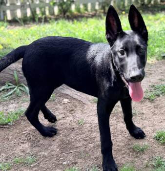 German Shepherd Dog and Labrador Retriever Dogs Available for Adoption in Yuba City, California - Shadow | PetCurious