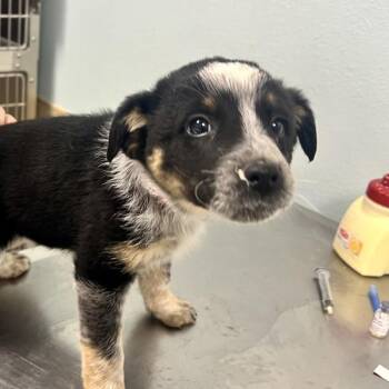 Australian Shepherd and Australian Cattle Dog Blue Heeler Dogs Available for Adoption in Sioux City, Iowa - Razzle | PetCurious