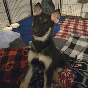 German Shepherd Dog and Husky Dogs Available for Adoption - Teton | PetCurious