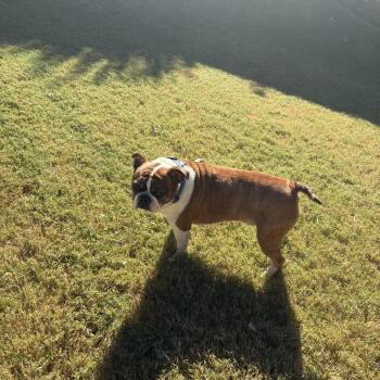Frank -  Boston Terrier Dog for Adoption - Frank | PetCurious