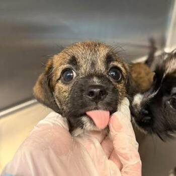 Opal 26-08-003 -  Mixed Breed Dog for Adoption in Bastrop, Texas - Opal 26-08-003 | PetCurious