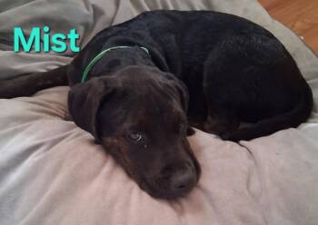 Mist -  Pit Bull Terrier Dog for Adoption in New Bern, North Carolina - Mist | PetCurious