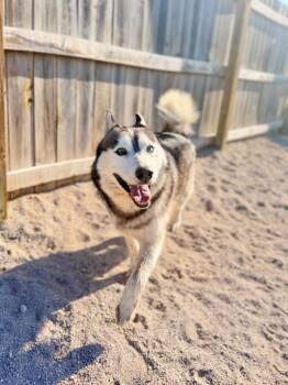 Husky Dogs Available for Adoption in Muskegon, Michigan - Falcon | PetCurious