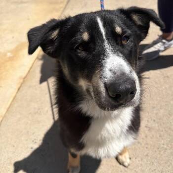 Finn -  Border Collie and Mixed Breed Dog for Adoption in Falls Church, Virginia - Finn | PetCurious