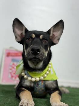 Mystique-One of our Amazing Rescue Dogs -  Corgi and Australian Kelpie Dog for Adoption in Carlsbad, California - Mystique-One Of Our Amazing Rescue Dogs | PetCurious