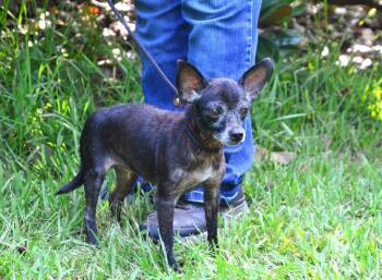 Fiona -  Chihuahua Dog for Adoption in Willingboro, New Jersey - Fiona | PetCurious