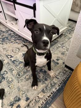 Evan -  American Staffordshire Terrier and Boxer Dog for Adoption in Charleston, South Carolina - Evan | PetCurious