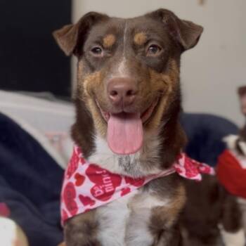 Corgi Dogs Available for Adoption - Skyler | PetCurious