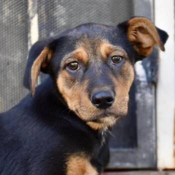 Marcus -  Mixed Breed Dog for Adoption in Los Angeles, California - Marcus | PetCurious