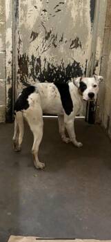 Fizz -  Mixed Breed Dog for Adoption in Jackson, Tennessee - Fizz | PetCurious