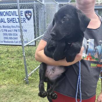 Bruno -  Mixed Breed Dog for Adoption in Austin, Texas - Bruno | PetCurious