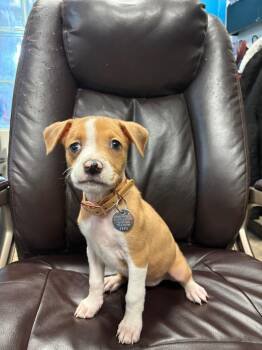 Pit Bull Terrier and Australian Shepherd Dogs Available for Adoption - Coffee Coffee BuzzBuzzBuzz | PetCurious