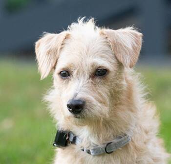 Blondie -  Mixed Breed Dog for Adoption in Hopkinton, Massachusetts - Blondie | PetCurious