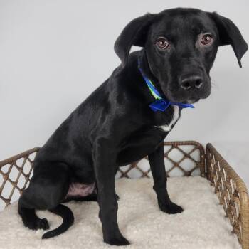 Bubba -  Terrier Dog for Adoption in Fort Wayne, Indiana - Bubba | PetCurious