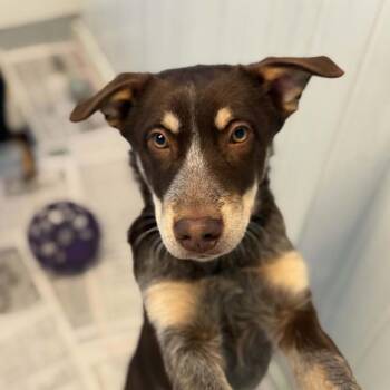 Carter PENDING -  Mixed Breed Dog for Adoption in Huntington, West Virginia - Carter PENDING | PetCurious