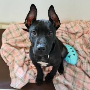 Mixed Breed Dogs Available for Adoption - Sundae  | PetCurious