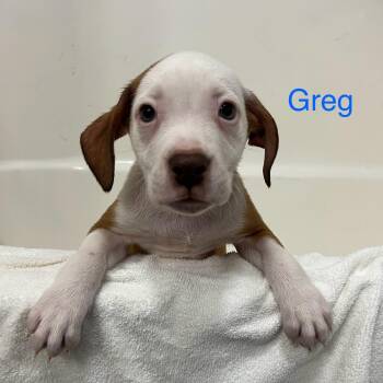 Greg -  American Staffordshire Terrier and Mixed Breed Dog for Adoption - Greg | PetCurious
