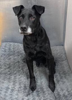 Ace -  Labrador Retriever Dog for Adoption in Little Rock, Arkansas - Ace | PetCurious