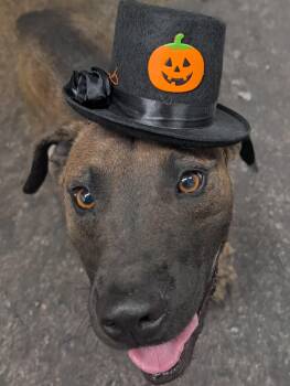 Rescue Pit Bull Terrier Dogs for Adoption in Osceola, Missouri - Lefty | PetCurious