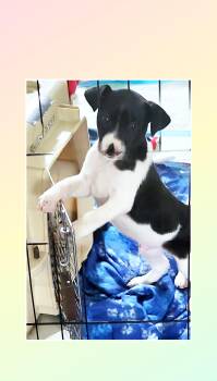 Beagle and Labrador Retriever Dogs Available for Adoption - Mickey Mouse  | PetCurious