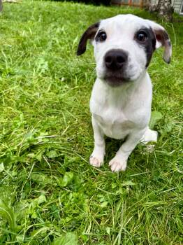Jamaica -  Pit Bull Terrier Dog for Adoption in Wasilla, Alaska - Jamaica | PetCurious