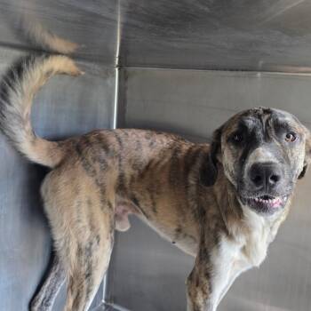 Teddy -  Shepherd and Mixed Breed Dog for Adoption in Sand Springs, Oklahoma - Teddy | PetCurious