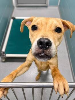 Joey -  Boxer Dog for Adoption in Lafayette, Louisiana - Joey | PetCurious