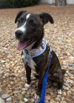 Yahtzee -  American Staffordshire Terrier Dog for Adoption in Longmont, Colorado - Yahtzee | PetCurious