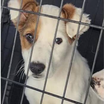 Shepherd Dogs Available for Adoption in Parker, Colorado - 494 (2026) Colt | PetCurious