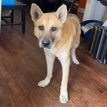 Big Chief -  German Shepherd Dog Dog for Adoption in Austin, Texas - Big Chief | PetCurious