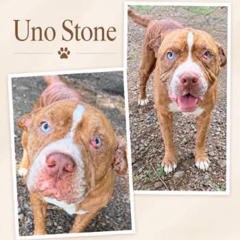 Uno Stone -  Terrier Dog for Adoption in Hackett, Arkansas - Uno Stone | PetCurious