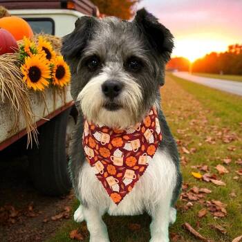 Leo -  Shih Tzu and Jack Russell Terrier Dog for Adoption in High Point, North Carolina - Leo | PetCurious