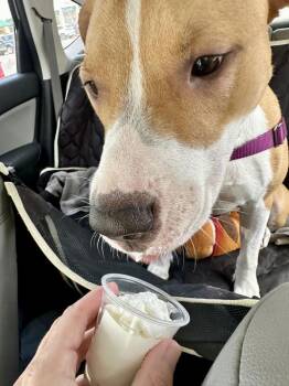 Pit Bull Terrier and Collie Dogs Available for Adoption - Meshe | PetCurious