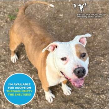 Rescue Pit Bull Terrier and Mixed Breed Dogs for Adoption in Santa Cruz, California - CHLOE | PetCurious