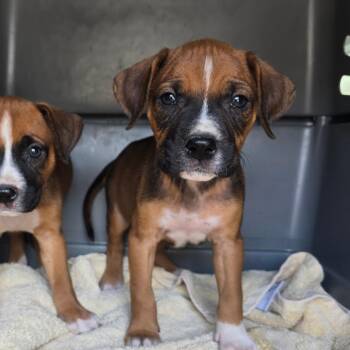 Banks -  Boxer Dog for Adoption in Hinesville, Georgia - Banks | PetCurious
